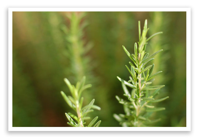 newrosemary1 newrosemary1