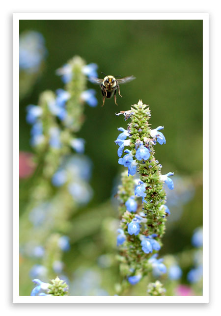 busybees2