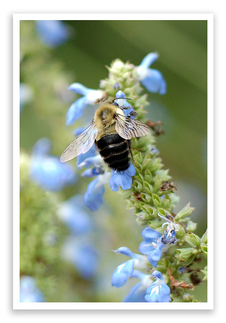 busybees4