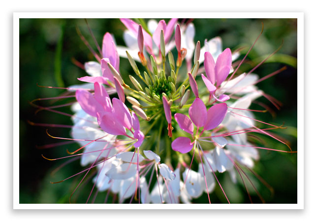 cleome cleome
