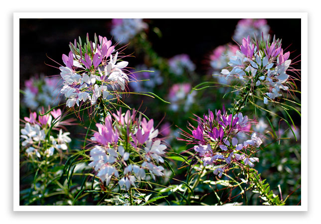 cleome cleome
