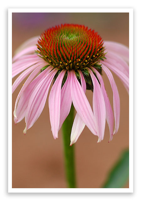 flowers2 flowers2