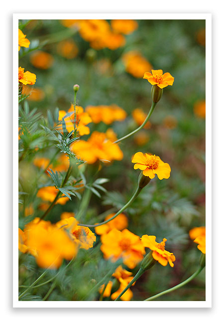 flowers3 flowers3