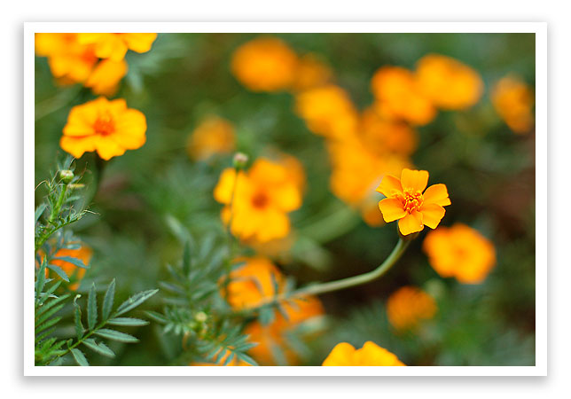 flowers4 flowers4
