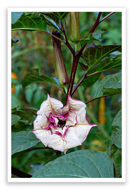 flowers5 flowers5
