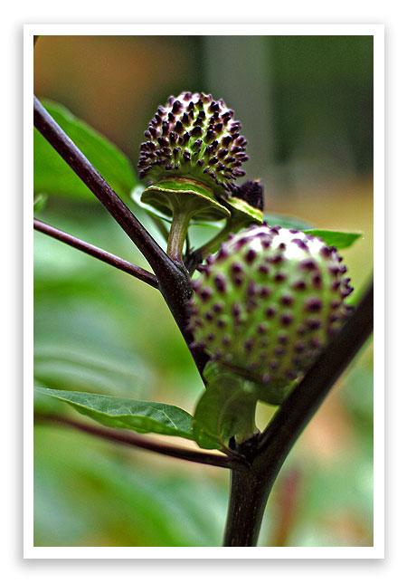 flowers6 flowers6
