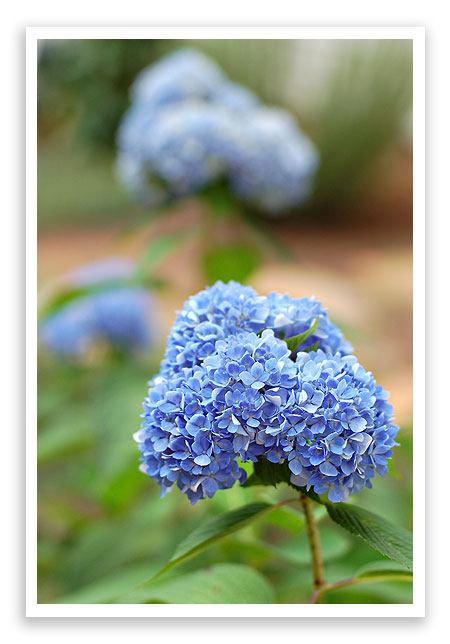 flowers7 flowers7