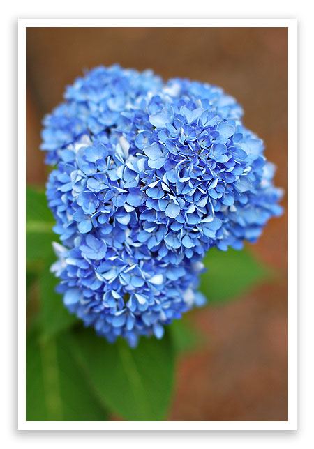 flowers8 flowers8