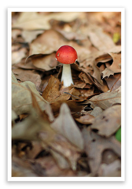 mysterymushroom1 mysterymushroom1