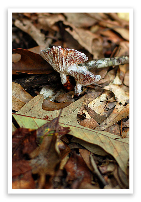 mysterymushroom10 mysterymushroom10