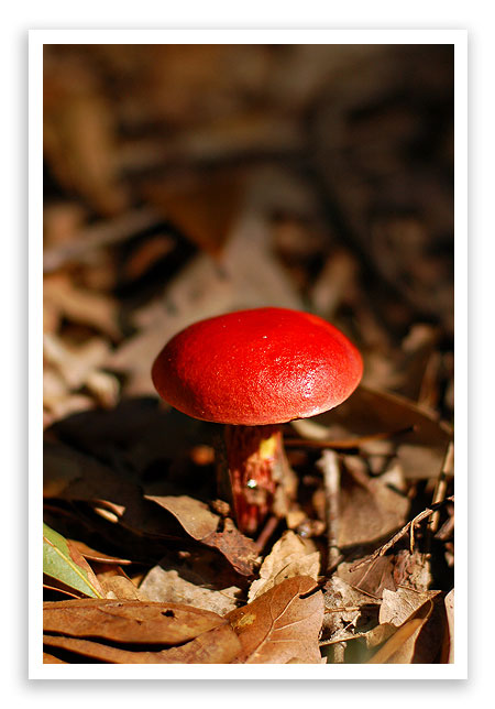 mysterymushroom3 mysterymushroom3