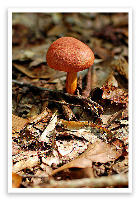 mysterymushroom4 mysterymushroom4