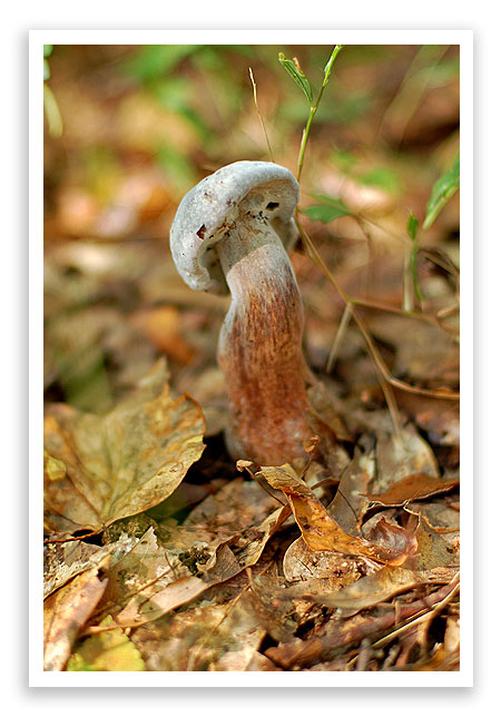 mysterymushroom5 mysterymushroom5