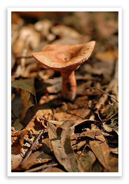 mysterymushroom6 mysterymushroom6
