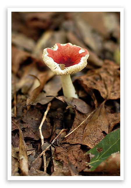 mysterymushroom7 mysterymushroom7