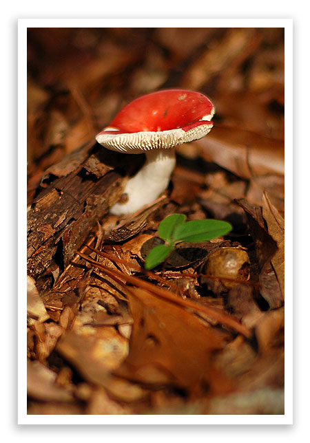 mysterymushroom8 mysterymushroom8