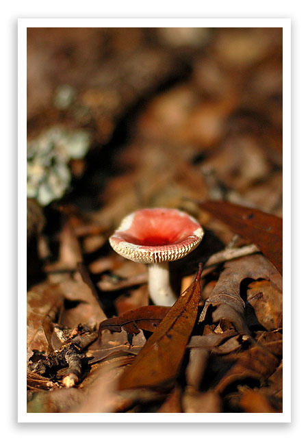 mysterymushroom9 mysterymushroom9