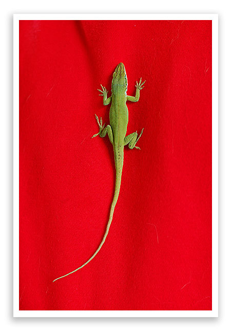 Christmaslizard1