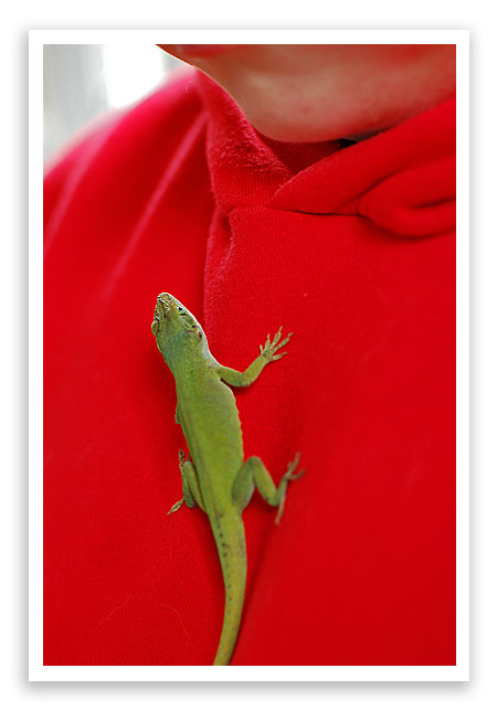 Christmaslizard2