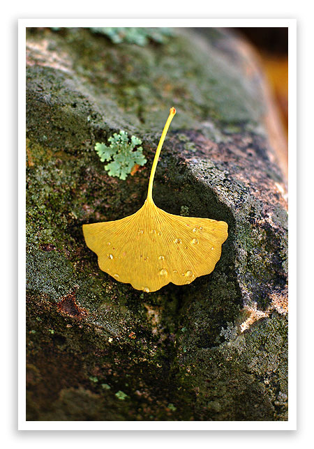ginkgo1