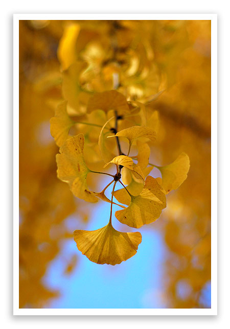 ginkgo2