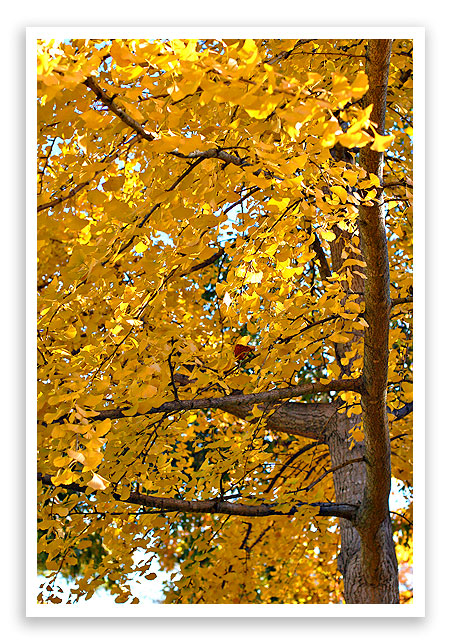ginkgo3
