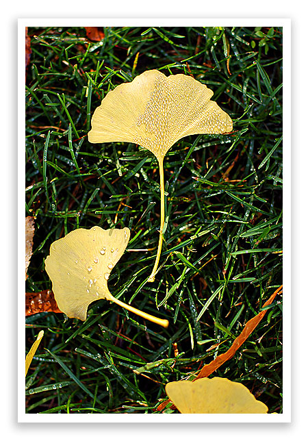 ginkgo6