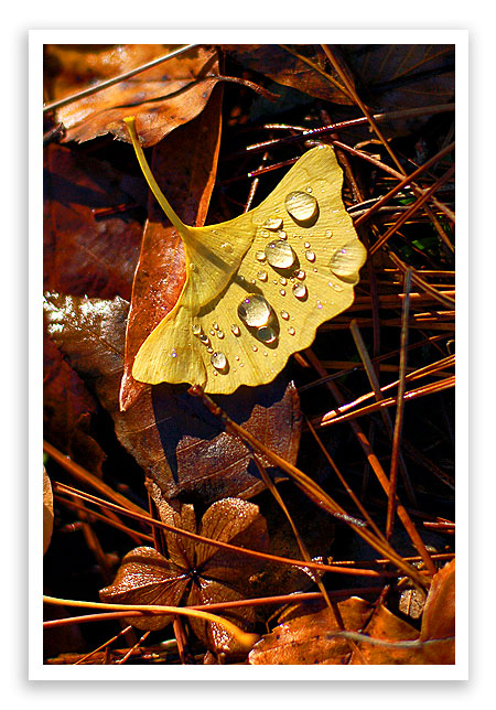 ginkgo7