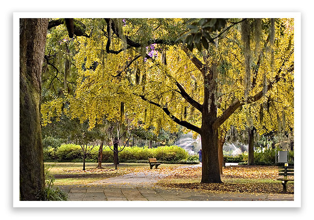 ginkgo8