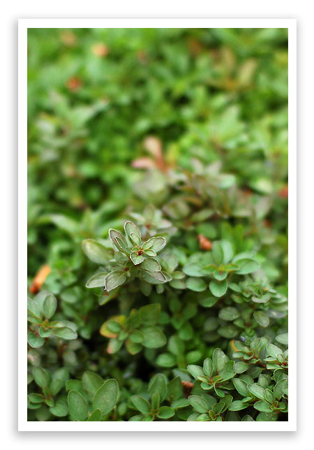 fall09garden1
