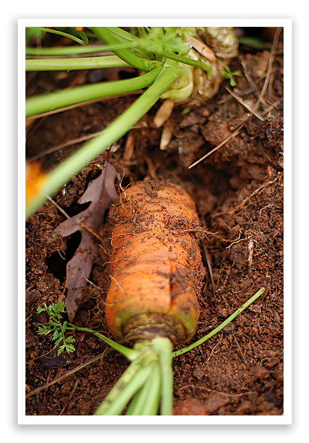 fall09garden12