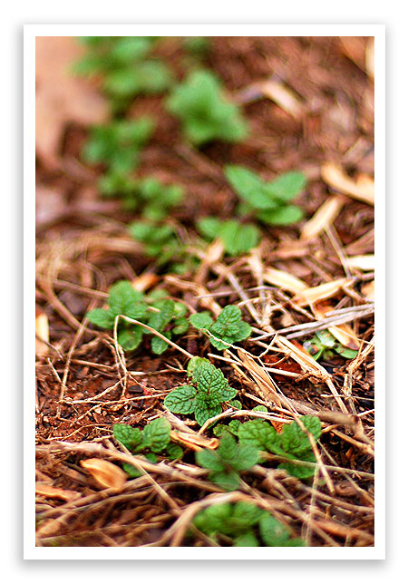 fall09garden4
