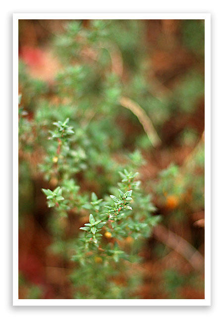 fall09garden6