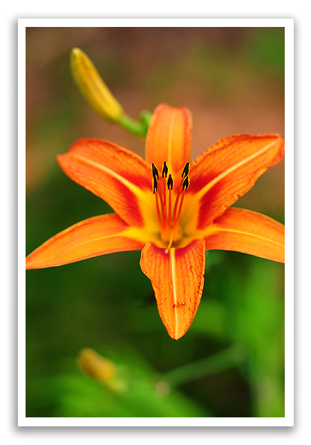 Daylily fragrant returns Daylilies
