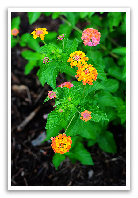 lantana1