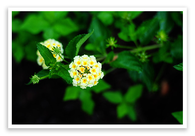 lantana2
