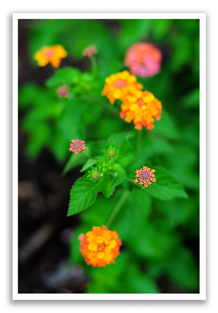 lantana3
